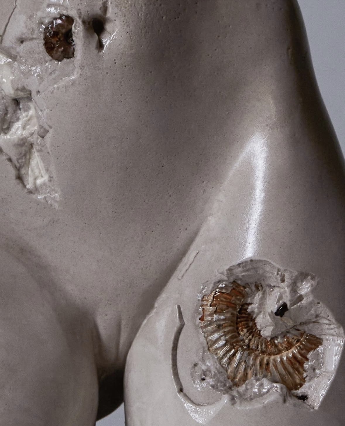 Eternal, ammonite fossil detail
