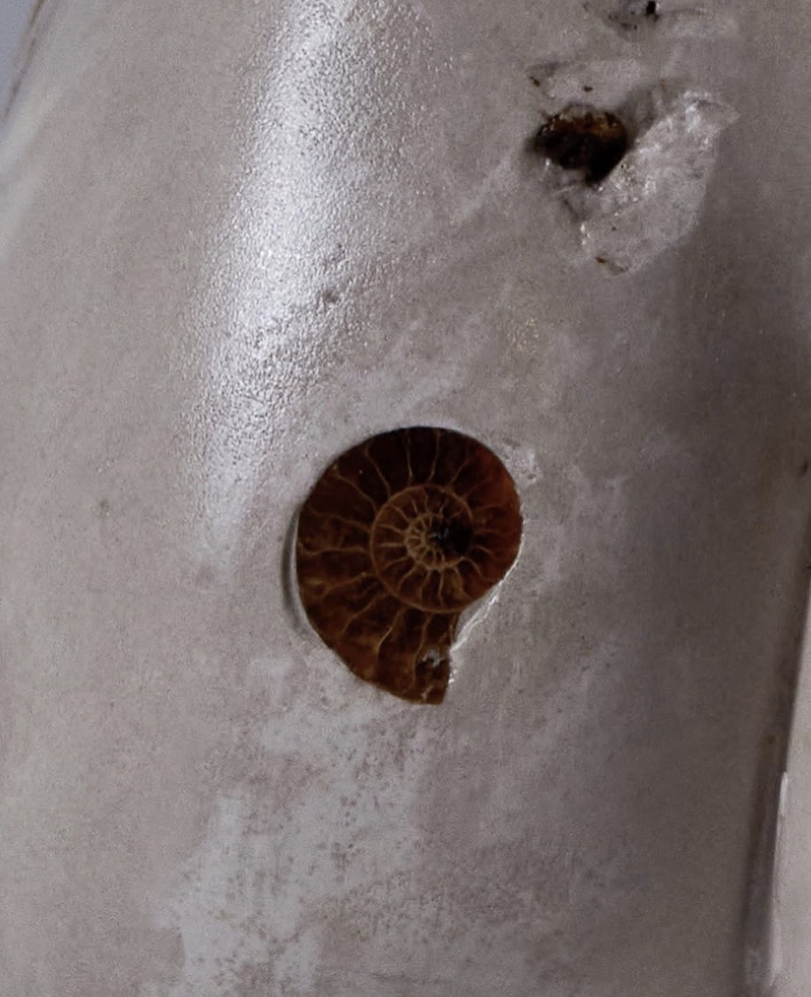 Eternal, spiral fossil detail